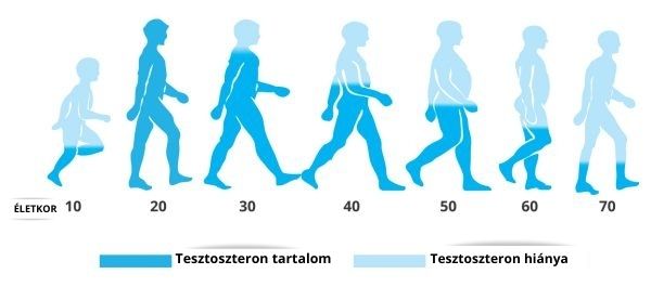 Tesztoszteron tartalom