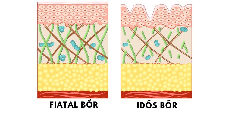 Fiatal bőr - idős bőr