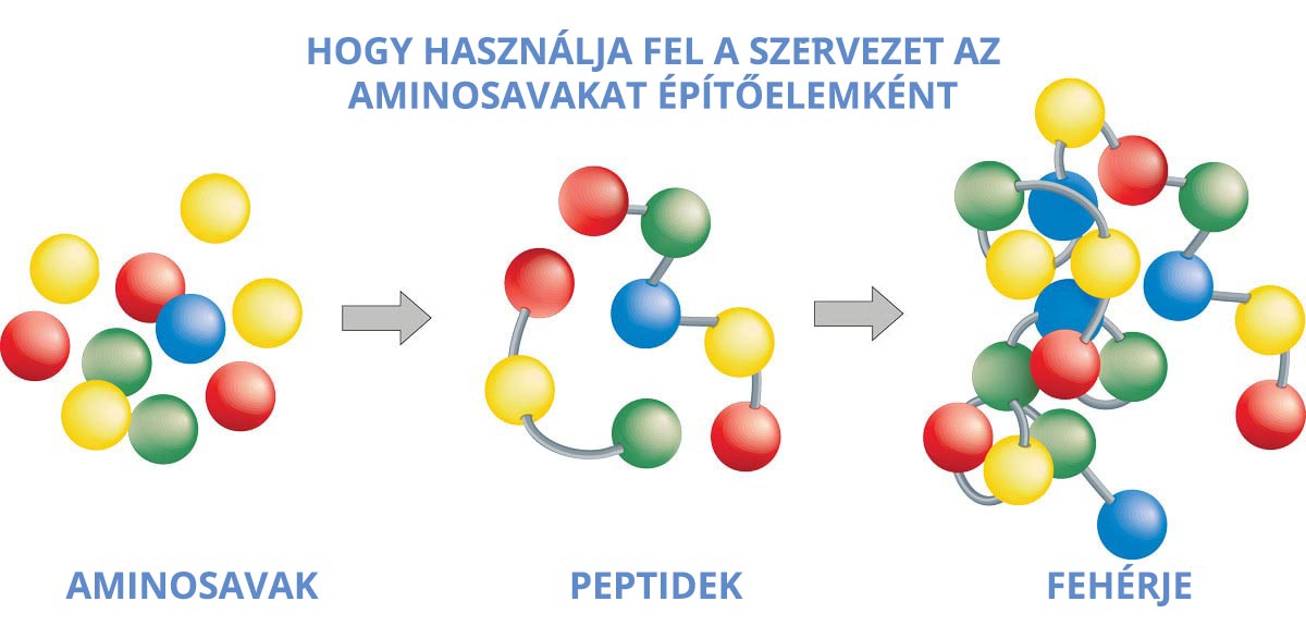 Kollagénszintézis